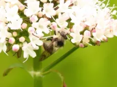 Tricoloured Bumblefly thumbnail 3