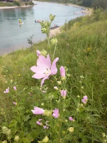 Eastern Tree-mallow