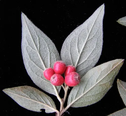 Tengyueh Cotoneaster