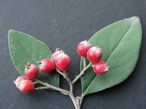 Hairy Cotoneaster