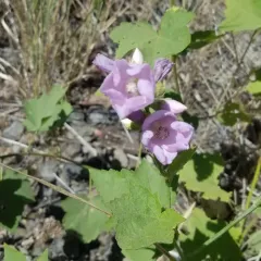 streambank wild hollyhock thumbnail 3