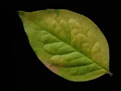 Lleyn Cotoneaster thumbnail 2