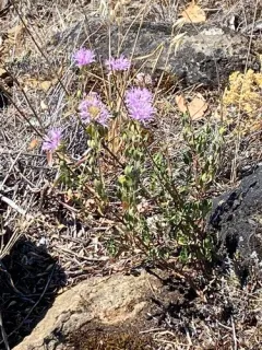 Coyote Mint thumbnail 4