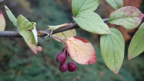 Cherryred Cotoneaster