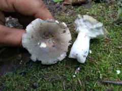 Modest Russula thumbnail 2