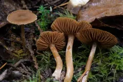 blunt webcap thumbnail 4