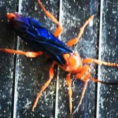 Trogus edwardsii thumbnail 4