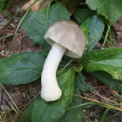 American Floury Amanita thumbnail 3