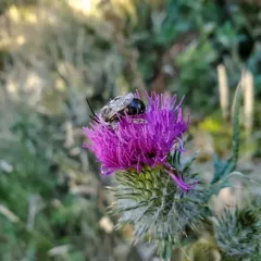 Western Thistle Longhorn Bee thumbnail 4