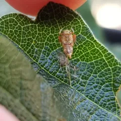 Japanese Leafhopper thumbnail 3