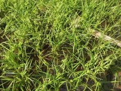Schweinitz's Sedge thumbnail 4