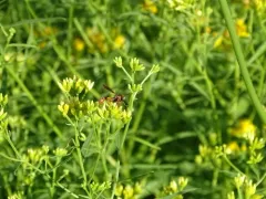 Physocephala sagittaria thumbnail 2