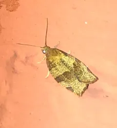 Barred Fruit-tree Tortrix thumbnail 3
