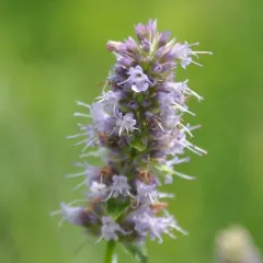 anise hyssop thumbnail 2