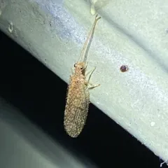 Micromus posticus thumbnail 3