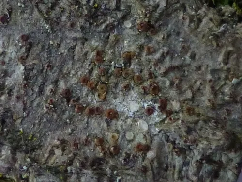 Gyalecta fagicola