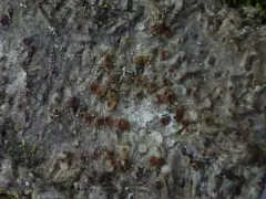 Gyalecta fagicola thumbnail 1