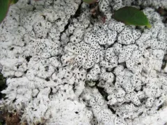 Pertusaria subobducens thumbnail 2