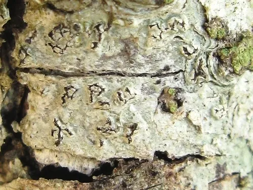 Pertusaria sulcata