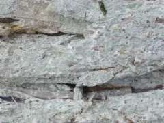 Phlyctis speirea thumbnail 2