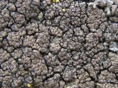 Drummond's rock pimple lichen thumbnail 2