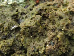 Thrombium epigaeum thumbnail 2