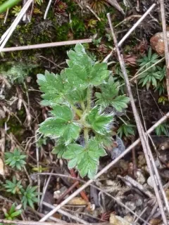 Dwarf Mountain Cinquefoil thumbnail 3