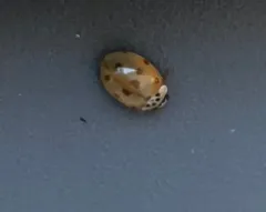 10-spot Ladybird thumbnail 2