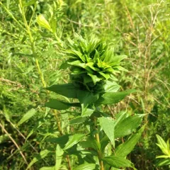 Goldenrod Bunch Gall Midge thumbnail 3