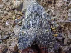 Lasionycta uniformis thumbnail 2