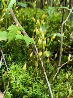 Long-stalked Haircap Moss thumbnail 2
