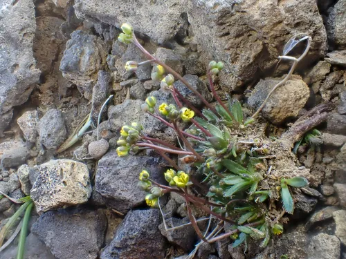 Snowbed Whitlow-grass