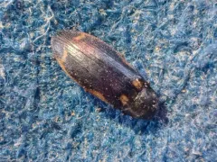 Eanus granicollis thumbnail 3