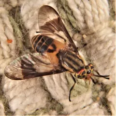 Gemeni Deer Fly thumbnail 4