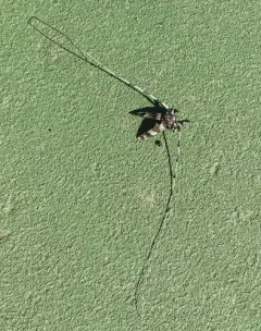 Ponderosa Pine Bark Borer thumbnail 2