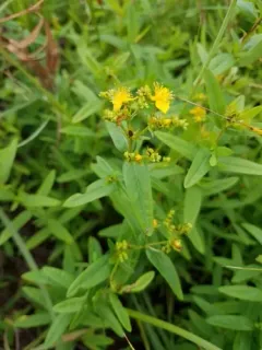 Roundfruit St. John's-wort thumbnail 3