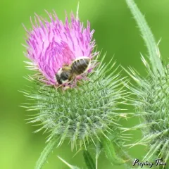 broad-handed leafcutter bee thumbnail 3