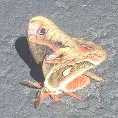 Cecropia Moth thumbnail 2