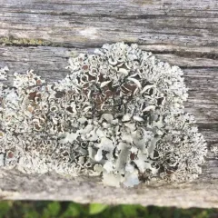 American Starburst Lichen thumbnail 2