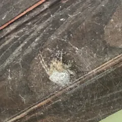 Barn Orbweaver thumbnail 4