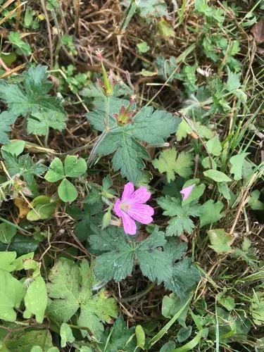 French Crane's-bill