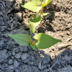 Black-bindweed thumbnail 4