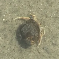 Long-claw Hermit Crab thumbnail 2