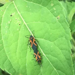 False Milkweed Bug thumbnail 1