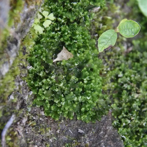 Common Kettlewort
