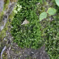Common Kettlewort thumbnail 1