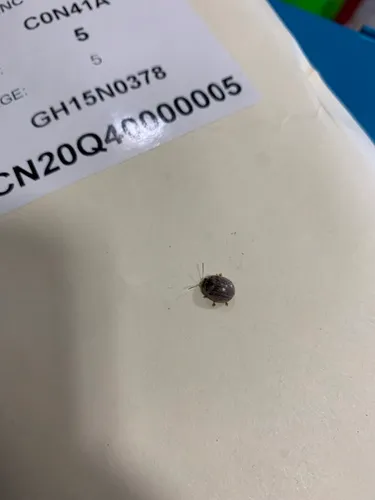 Eucalyptus Leaf Beetle