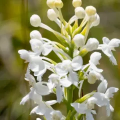 White-fringed Orchid thumbnail 4