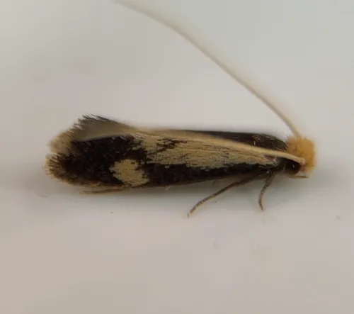 Old Gold Isocorypha Moth