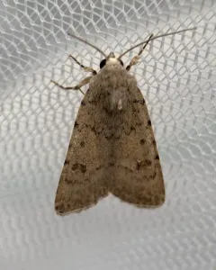 Pale Mottled Willow Moth thumbnail 2
